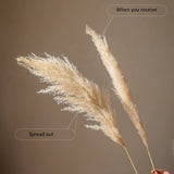 Dried pampas grass held against a plain background Callista Home