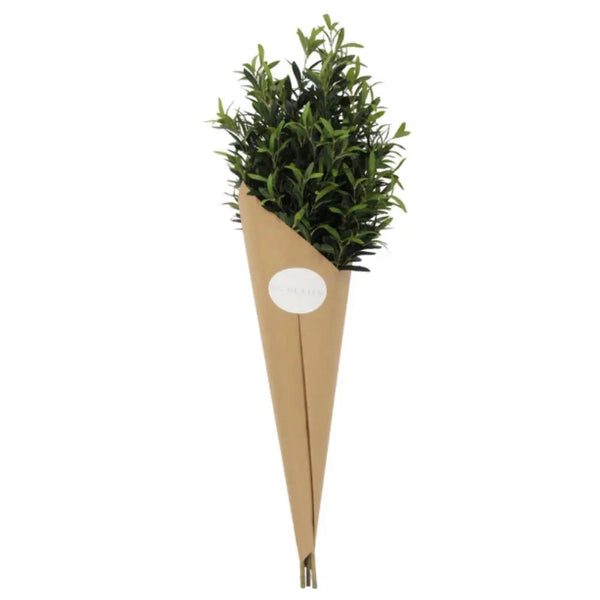 Bouquet of green plants wrapped in brown paper with a white label on a white background